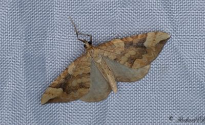 Blbrsparkmtare - Northern Spinach (Eulithis populata) 