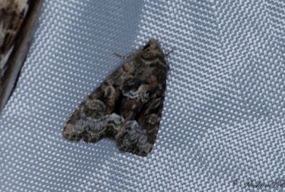 Brokigt ngsfly - Rufous Minor (Oligia versicolor)