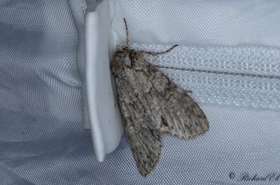 Dimlundfly - Grey Arches (Polia nebulosa)