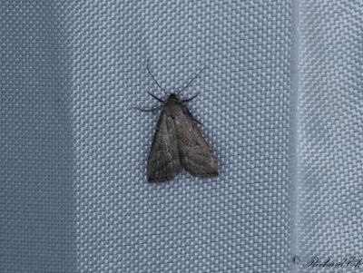 Dvrgmottfly - Marsh Oblique-barred (Hypenodes humidalis)