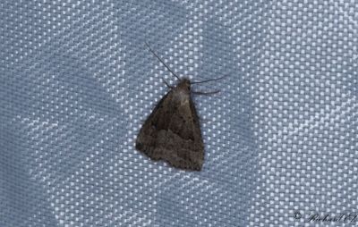 Dvrgmottfly - Marsh Oblique-barred (Hypenodes humidalis)