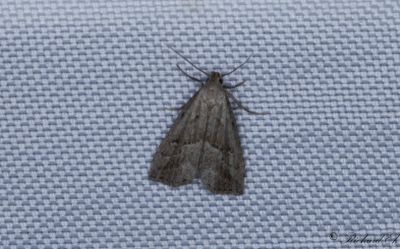 Dvrgmottfly - Marsh Oblique-barred (Hypenodes humidalis)