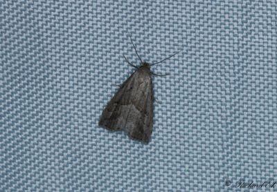 Dvrgmottfly - Marsh Oblique-barred (Hypenodes humidalis)