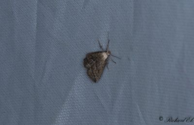 Dvrgmottfly - Marsh Oblique-barred (Hypenodes humidalis)
