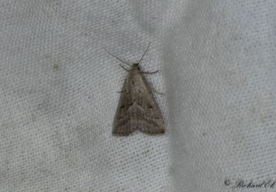 Dvrgmottfly - Marsh Oblique-barred (Hypenodes humidalis)