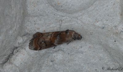 Grbrunt ekbladsmott (Phycita roborella)