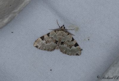 Grsgrn fltmtare - Green Carpet (Colostygia pectinataria)