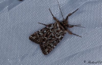 Ljungjordfly - True Lover's Knot (Lycophotia porphyrea) 
