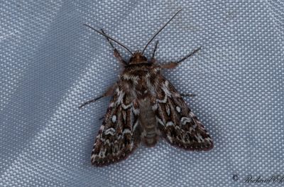 Ljungjordfly - True Lover's Knot (Lycophotia porphyrea) 