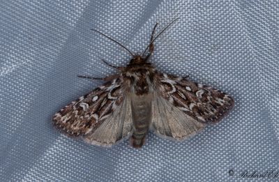Ljungjordfly - True Lover's Knot (Lycophotia porphyrea) 