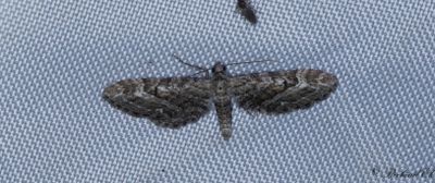 Ljungmalmtare - Narrow-winged Pug (Eupithecia nanata)