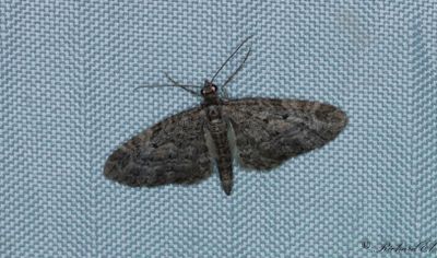Lrkmalmtare - Larch Pug (Eupithecia lariciata)