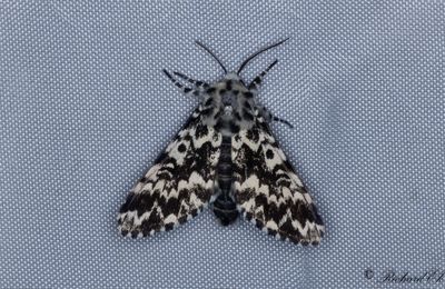 Munkfly (Panthea coenobita)