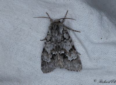 Myraftonfly - Light Knot Grass (Acronicta menyanthidis)