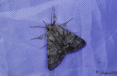 Myraftonfly - Light Knot Grass (Acronicta menyanthidis)