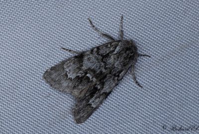Myraftonfly - Light Knot Grass (Acronicta menyanthidis)
