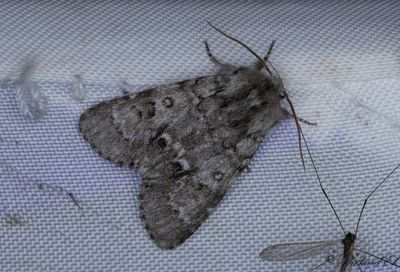 Myraftonfly - Light Knot Grass (Acronicta menyanthidis)