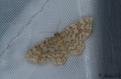 Ockragul lvmtare - Small Yellow Wave (Hydrelia flammeolaria)