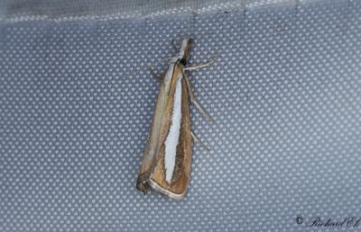 Prlgrsmott - Pearl-band Grass Veneer (Catoptria margaritella)