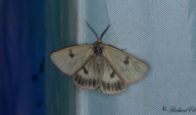 Rdfransad bjrnspinnare - Clouded Buff  (Diacrisia sannio)
