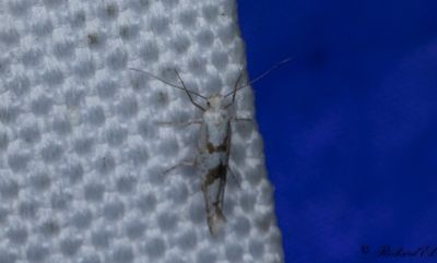 Rnnknoppmal - Gold Rowan Argent (Argyresthia sorbiella)