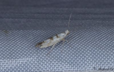 Rnnknoppmal - Gold Rowan Argent (Argyresthia sorbiella)