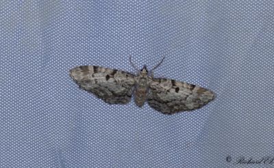 Större grankottsmätare - Cloaked Pug (Eupithecia abietaria)