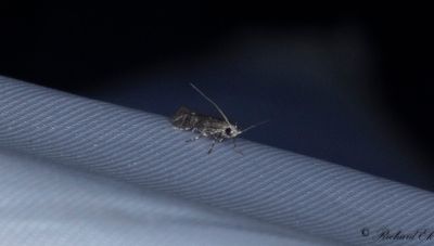 Tallskottsmal (Exoteleia dodecella)
