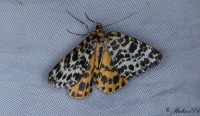 Torvmossemtare - Spotted Beauty (Arichanna melanaria)