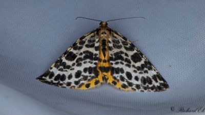 Torvmossemtare - Spotted Beauty (Arichanna melanaria)