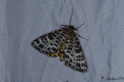 Torvmossemätare - Spotted Beauty (Arichanna melanaria)