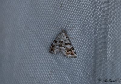 Torvmosstaggmtare - Manchester Treble-bar (Carsia sororiata)