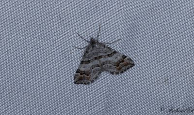 Torvmosstaggmtare - Manchester Treble-bar (Carsia sororiata)