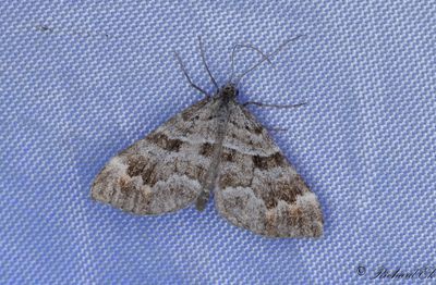 Torvmosstaggmtare - Manchester Treble-bar (Carsia sororiata)