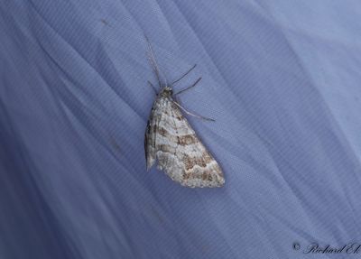 Torvmosstaggmtare - Manchester Treble-bar (Carsia sororiata)