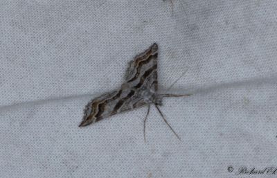 Torvmosstaggmätare - Manchester Treble-bar (Carsia sororiata)