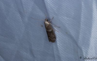 Tvåstrimmigt almott (Cryptoblabes bistriga)