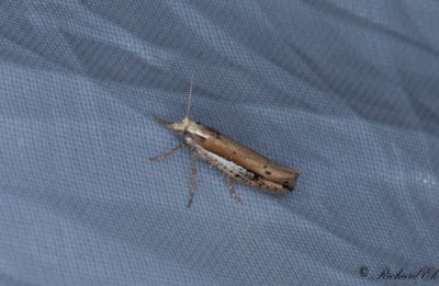 Vitstreckad hstmal - White-shouldered Smudge (Ypsolopha parenthesella)
