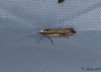 Vitstreckad hstmal - White-shouldered Smudge (Ypsolopha parenthesella)