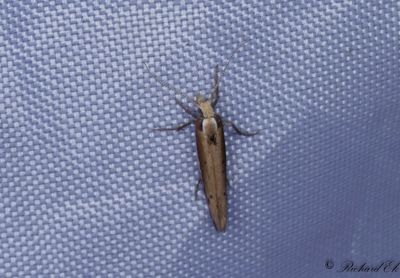Vitstreckad höstmal - White-shouldered Smudge (Ypsolopha parenthesella)