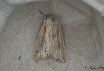 L-tecknat gräsfly - L-album Wainscot (Mythimna l-album)