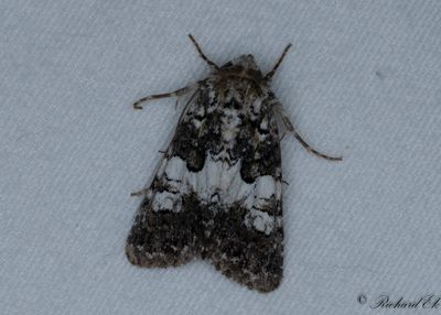 Vitbandat nejlikfly - Varied Coronet (Hadena compta)
