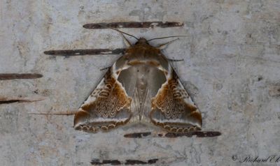 Bandad hallonspinnare - Buff Arches (Habrosyne pyritoides)