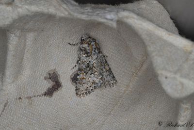 Taggsallatsfly - Small Ranunculus (Hecatera dysodea)