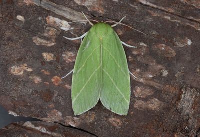 Strre btspinnare - Scarce Silver-lines (Bena bicolorana)