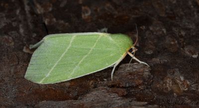 Strre btspinnare - Scarce Silver-lines (Bena bicolorana)