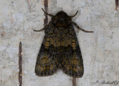 Ligusterfly - The Coronet (Craniophora ligustri)
