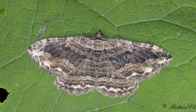 Svartbrun klaffmtare - Dark Umber (Philereme transversata)