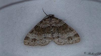 Tvillingflckad fltmtare - Twin-spot Carpet (Mesotype didymata)
