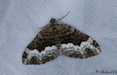 Tvspetsad fltmtare - Cloaked Carpet (Euphyia biangulata)